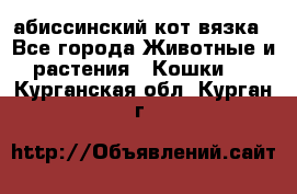 абиссинский кот вязка - Все города Животные и растения » Кошки   . Курганская обл.,Курган г.